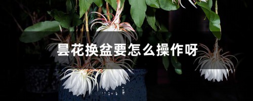 昙花换盆要怎么操作呀，换盆后要浇水吗